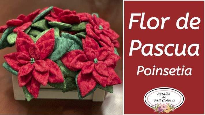 57 flro de pascua poinsetia