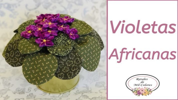 Violetas Africanas